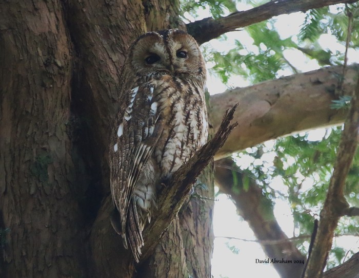 Tawny Owl 