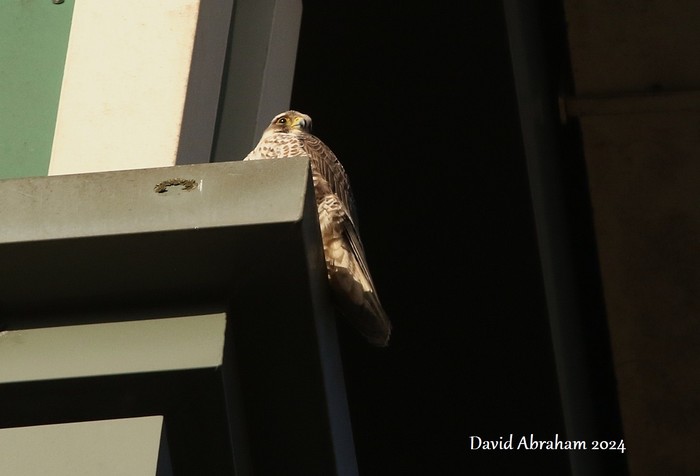 Peregrine 