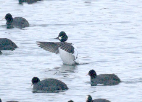 Goldeneye