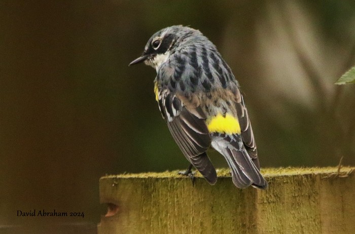 Myrtle Warbler 