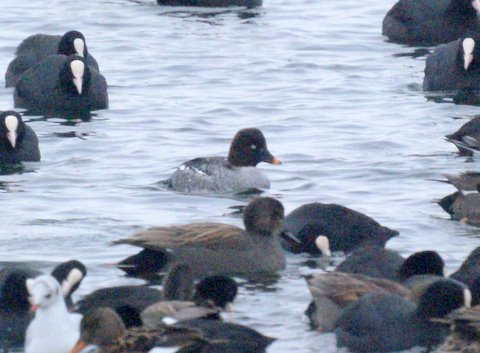 Goldeneye