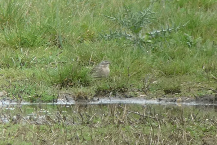 Water Pipit