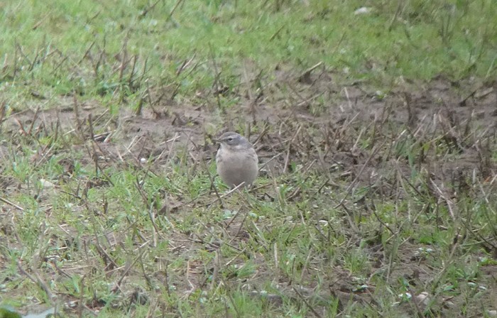 Water Pipit