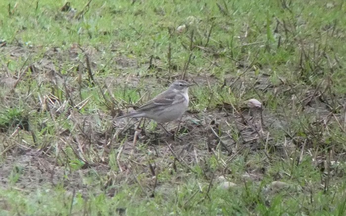 Water Pipit