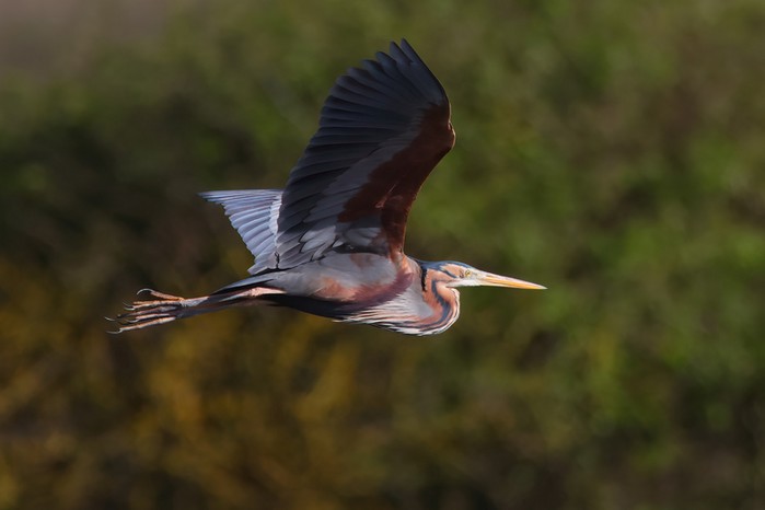 Purple Heron