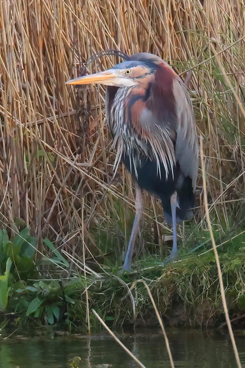 Purple Heron