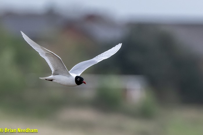 Mediterranean Gull
