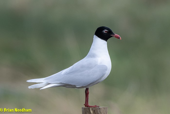 Mediterranean Gull