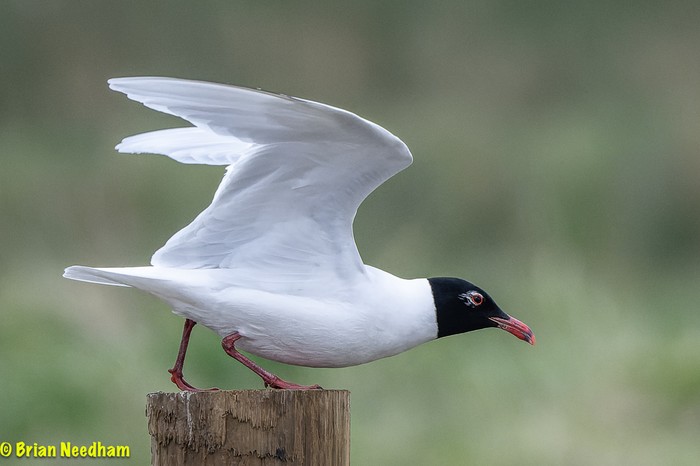 Mediterranean Gull