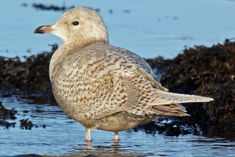 Iceland Gull
