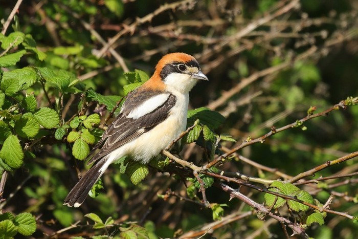 Woodchat Shrike