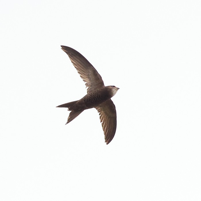Pallid Swift