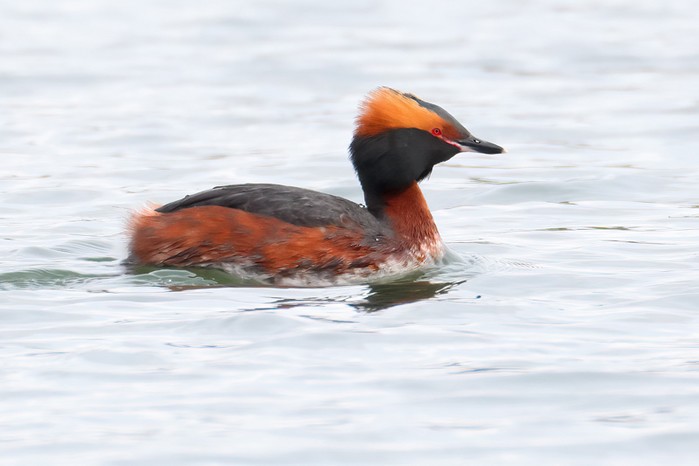 Slavonian Grebe