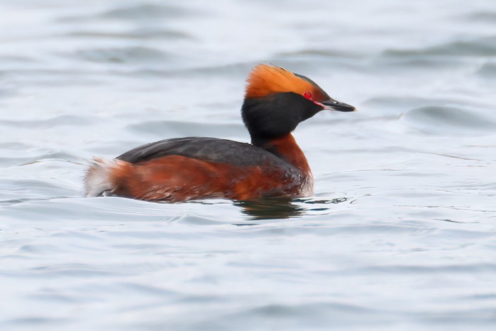 Slavonian Grebe