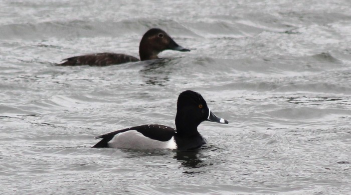 Ring-necked Duck