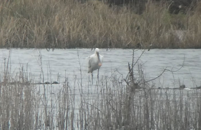 Spoonbill