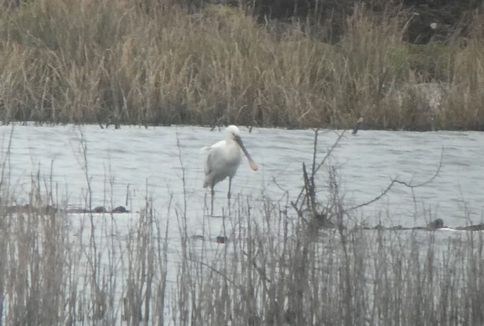 Spoonbill