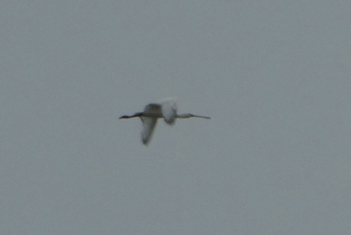 Spoonbill
