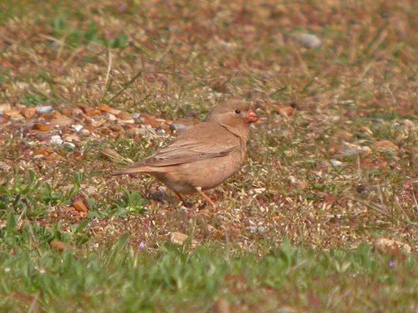 Trumpeter Finch