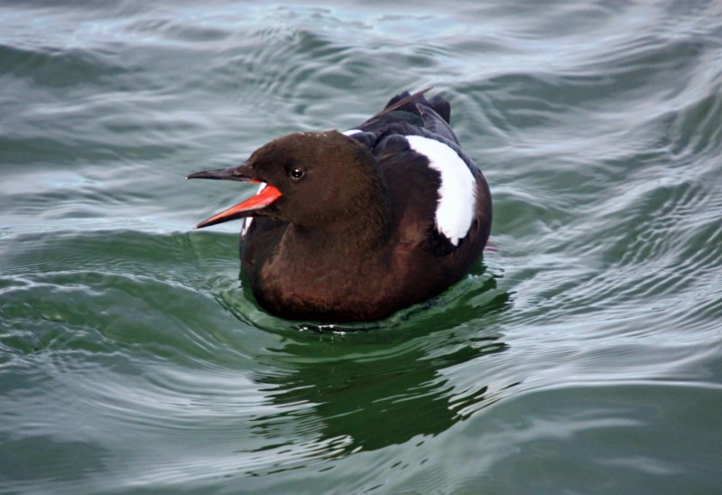 Black Guillemot