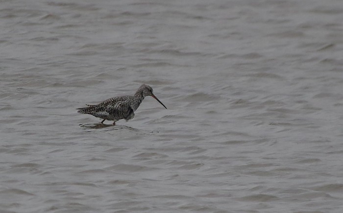 Spotted Redshank