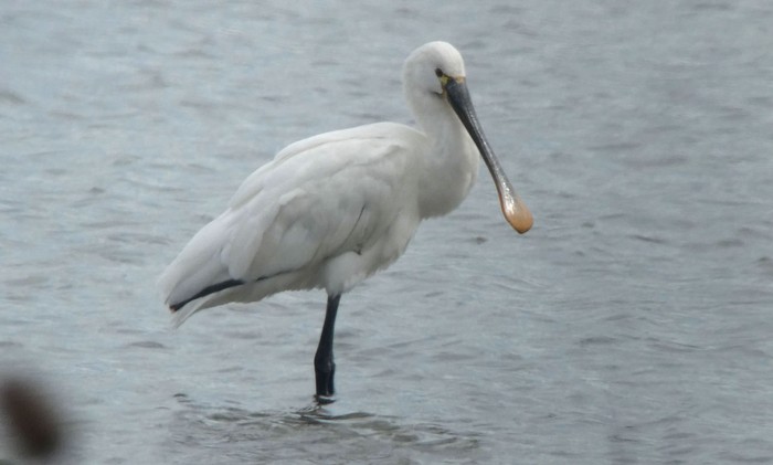 Spoonbill