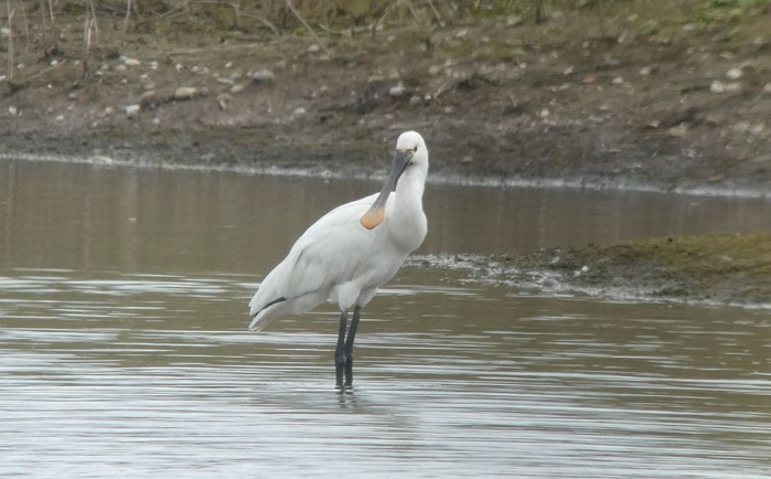 Spoonbill