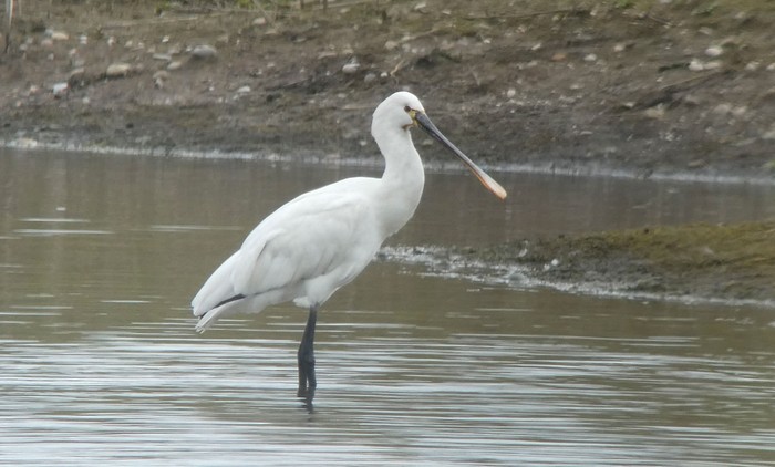 Spoonbill