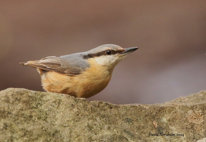Nuthatch 