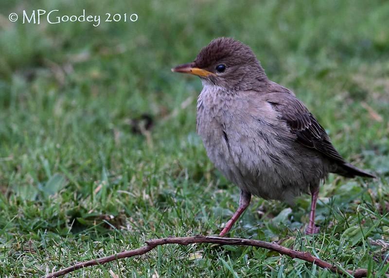 Rose-coloured Starling