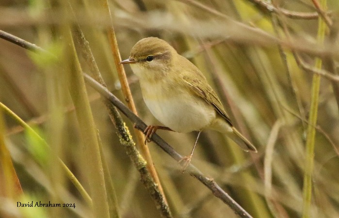 Willow Warbler 