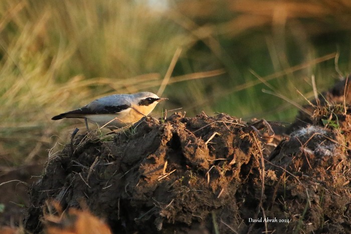 Wheatear 