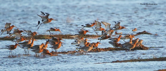 Black-tailed Godwit