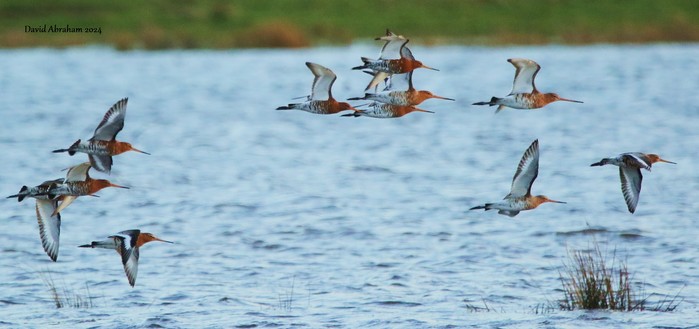 Black-tailed Godwit 