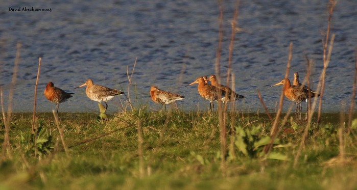 Black-tailed Godwit 