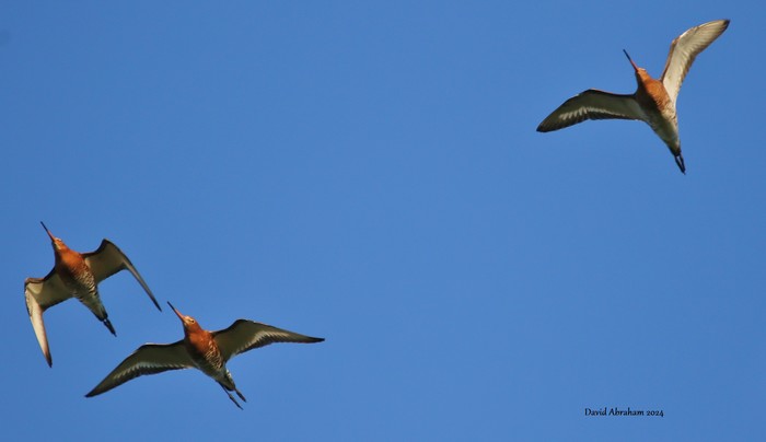 Black-tailed Godwit 
