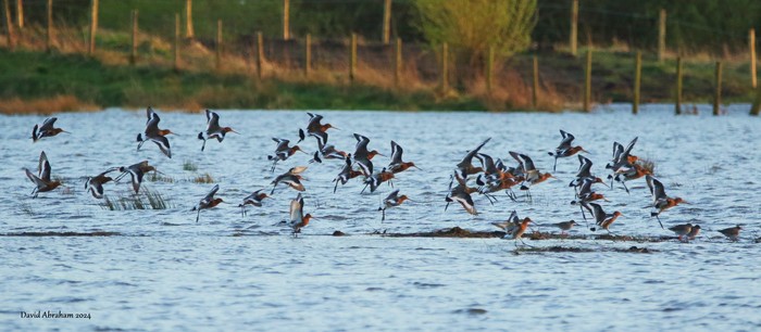 Redshank 