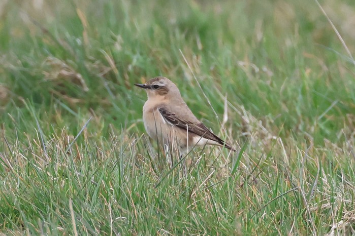 Wheatear