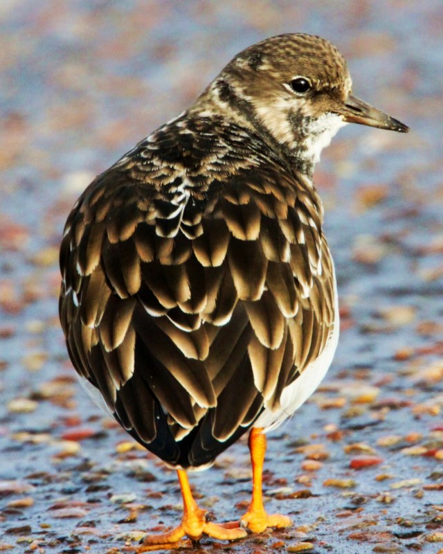Turnstone