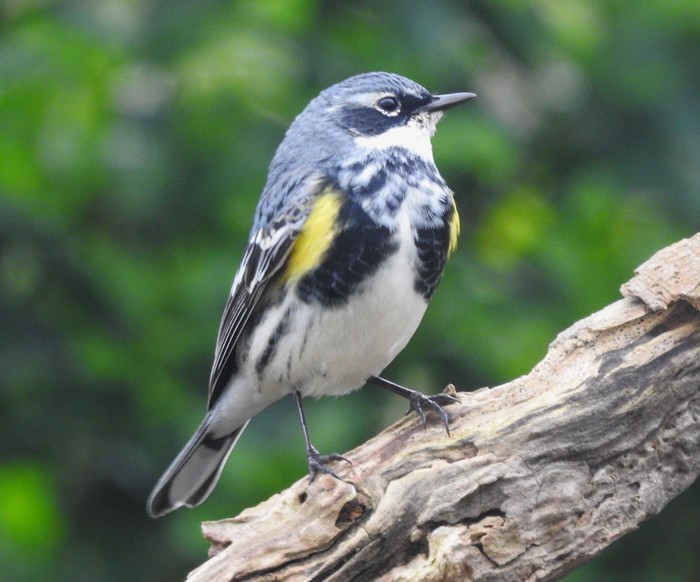 Myrtle Warbler