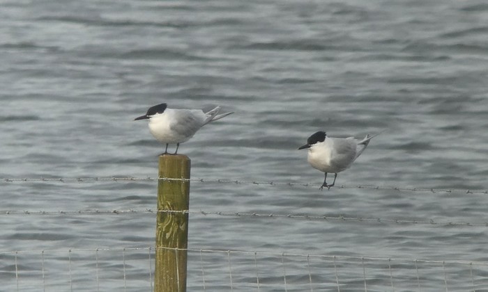 Sandwich Tern