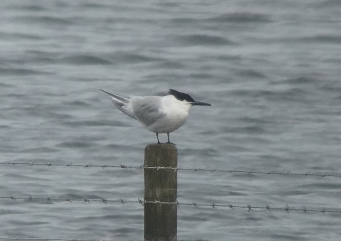 Sandwich Tern