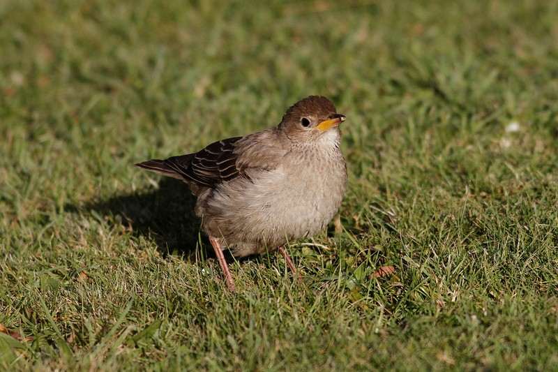 Rose-coloured Starling