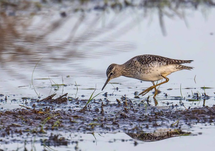 Wood Sandpiper