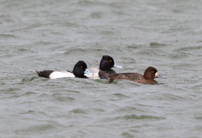Lesser Scaup