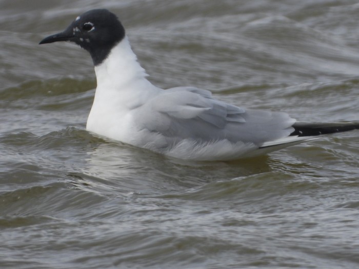 Bonaparte's Gull