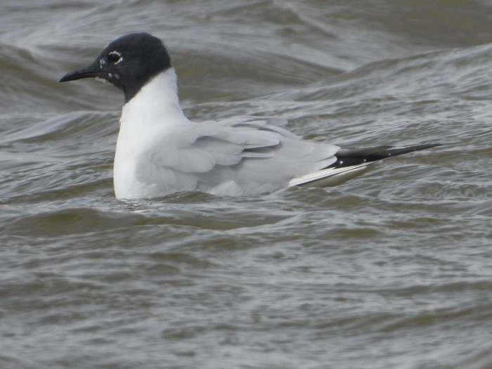 Bonaparte's Gull