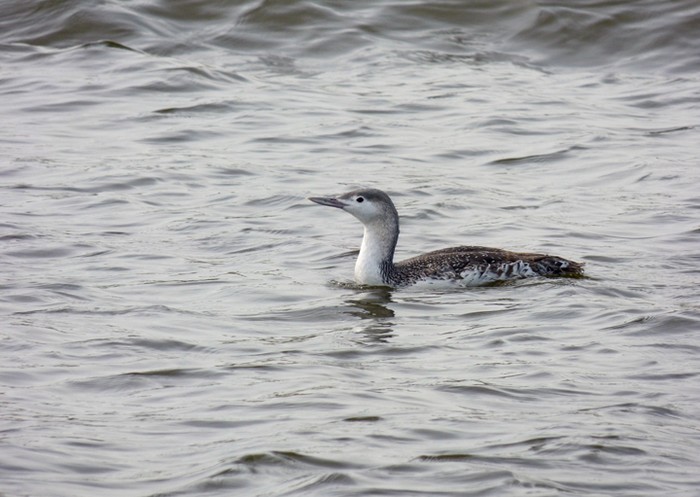 Red-throated Diver