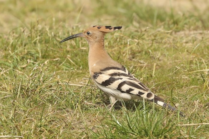 Hoopoe