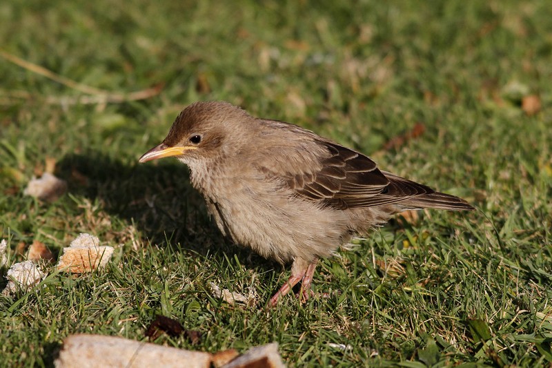 Rose-coloured Starling